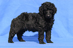 standing poodle puppy