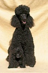 sitting poodles