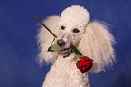 Giant Poodle with rose