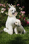 Bichpoo and standard poodle