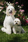 Bichpoo and standard poodle