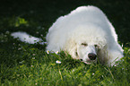 lying standard poodle