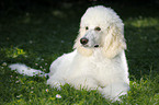 lying standard poodle