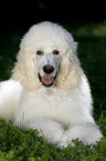 lying standard poodle