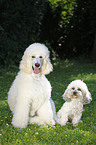 Bichpoo and standard poodle