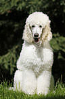 sitting standard poodle