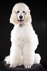 sitting standard poodle