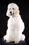 sitting standard poodle