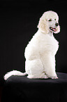 sitting standard poodle