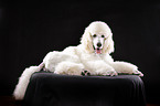 lying standard poodle