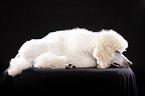 lying standard poodle