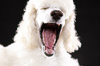 yawning standard poodle