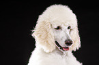 standard poodle portrait