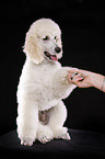 sitting standard poodle