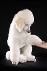 sitting standard poodle