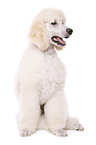 sitting standard poodle