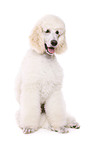 sitting standard poodle