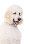 standard poodle portrait