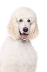 standard poodle portrait