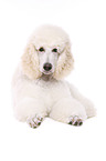 lying standard poodle