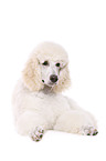 lying standard poodle