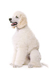 sitting standard poodle