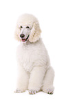 sitting standard poodle