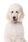 standard poodle portrait