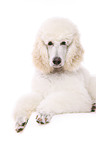 lying standard poodle