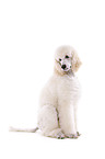 sitting standard poodle