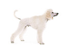 standing standard poodle