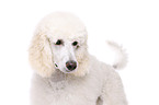 standard poodle portrait