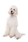 sitting standard poodle