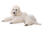 lying standard poodle