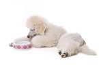 lying standard poodle