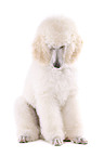 sitting standard poodle