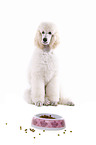 sitting standard poodle