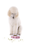 sitting standard poodle