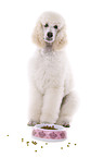 sitting standard poodle