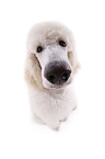 sitting standard poodle