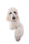 lying standard poodle