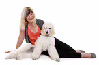 sitting standard poodle