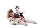 woman with Bichpoo and standard poodle