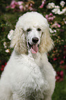 standard poodle portrait