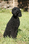 sitting standard poodle