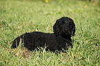 lying standard poodle