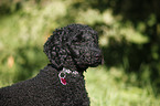 standard poodle portrait