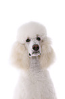 standard poodle portrait