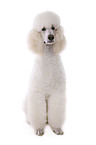 sitting standard poodle