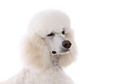 standard poodle portrait